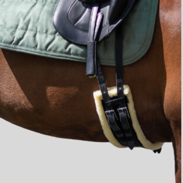 Sangle de dressage Ontario